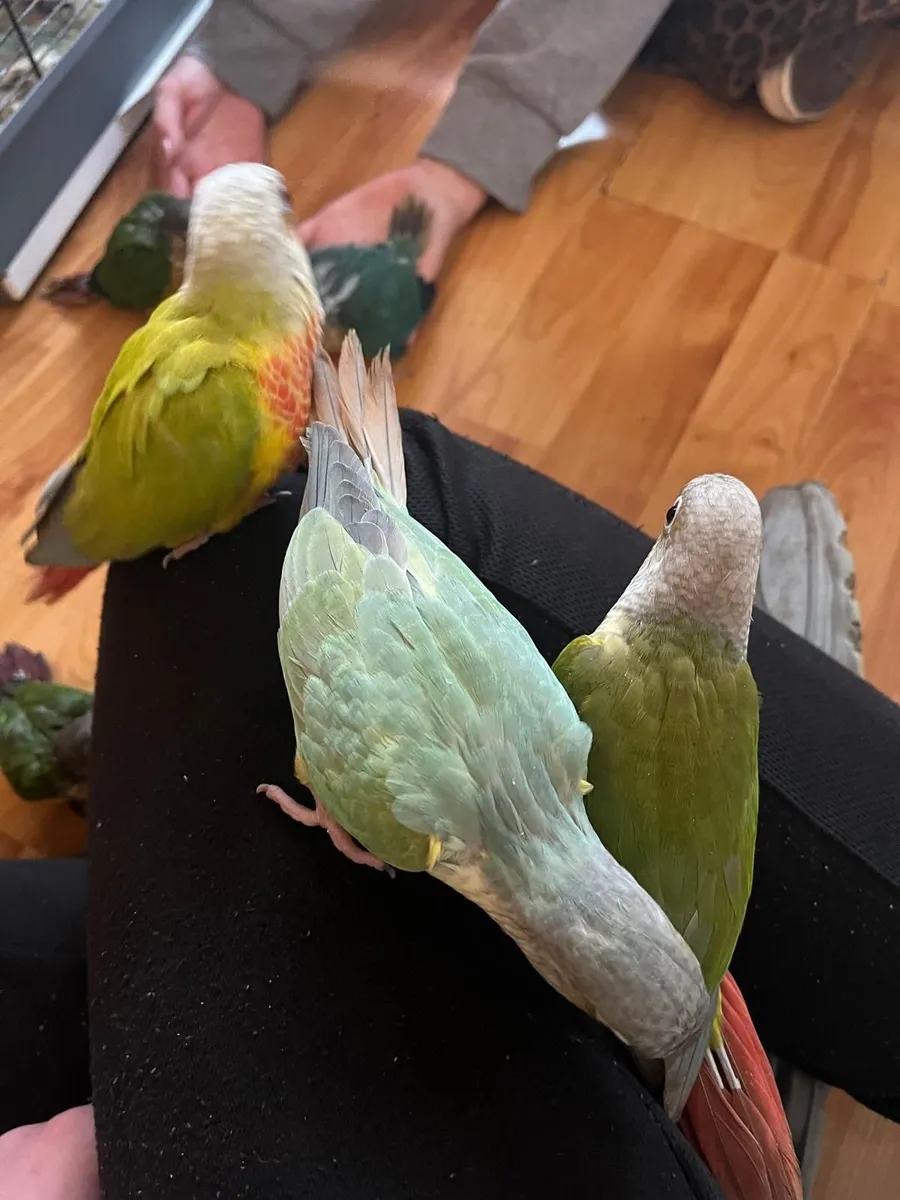 Conure - Image 3