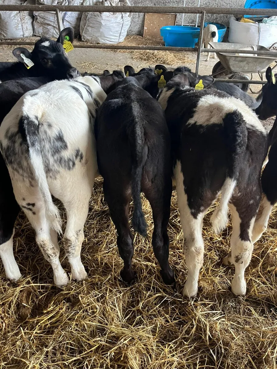 Reared calves friday 5th 6.30pm - Image 1