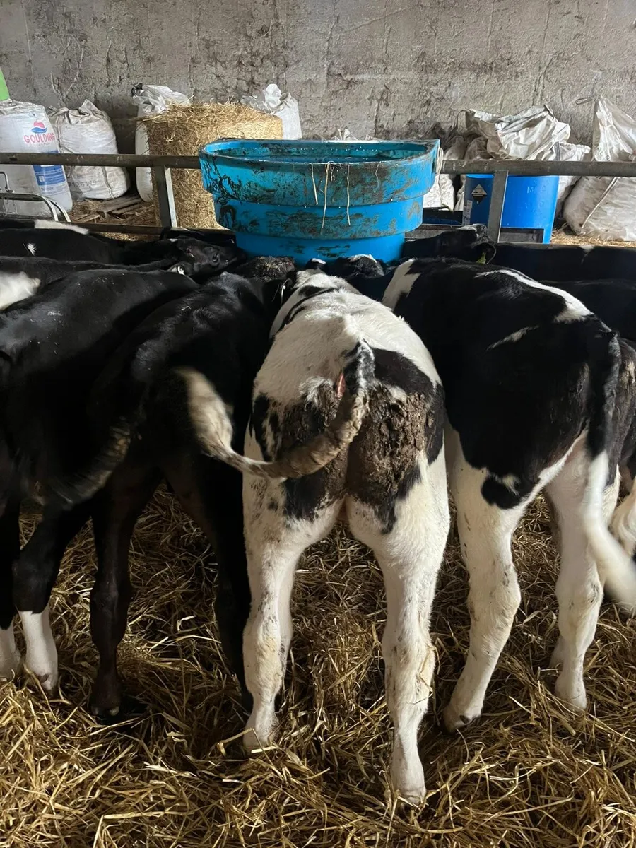 Reared calves friday 5th 6.30pm - Image 2