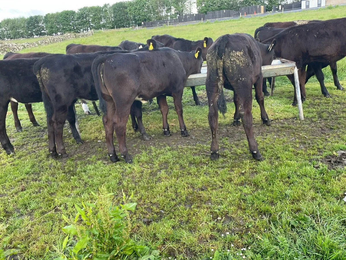 Proper Reared Heifer Calfs - Image 1