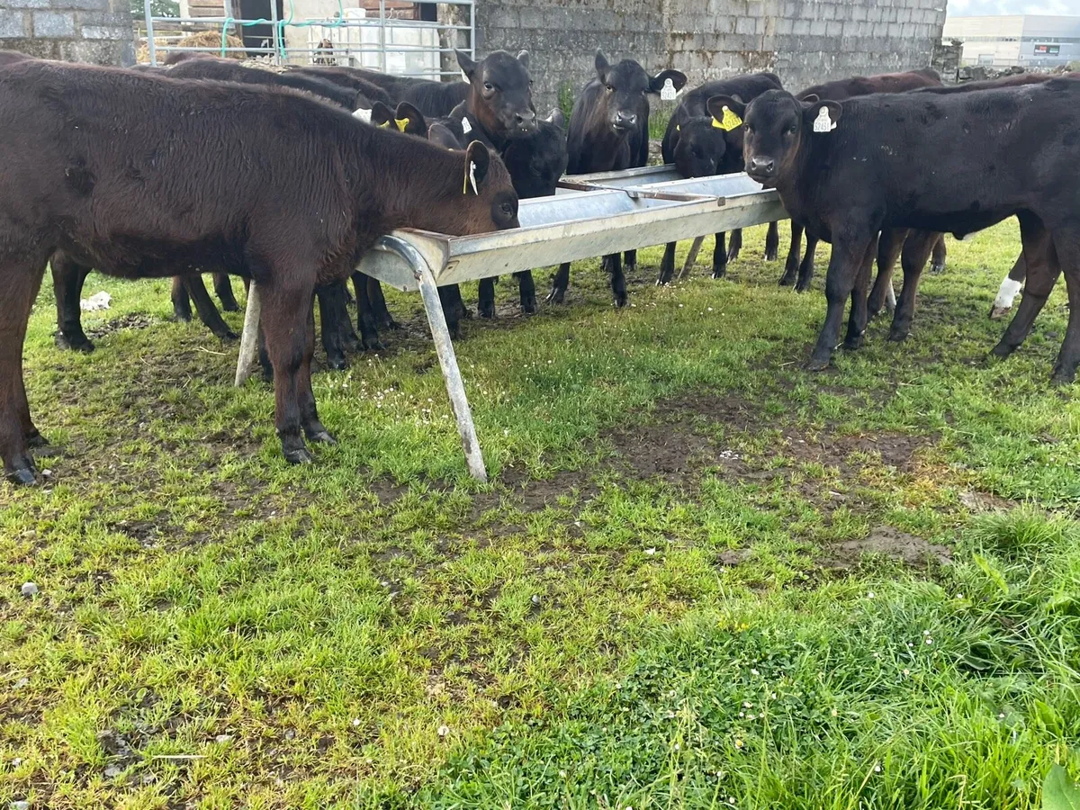 Proper Reared Heifer Calfs - Image 3