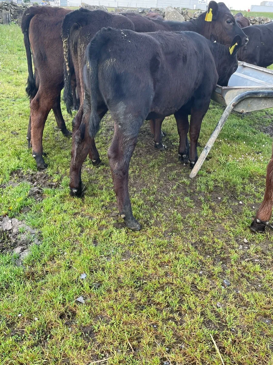 Proper Reared Heifer Calfs - Image 4
