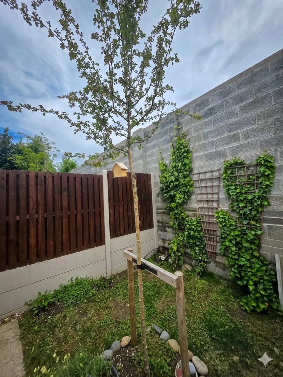Mature Beautiful Bear Stemmed Hawthorn - Image 1
