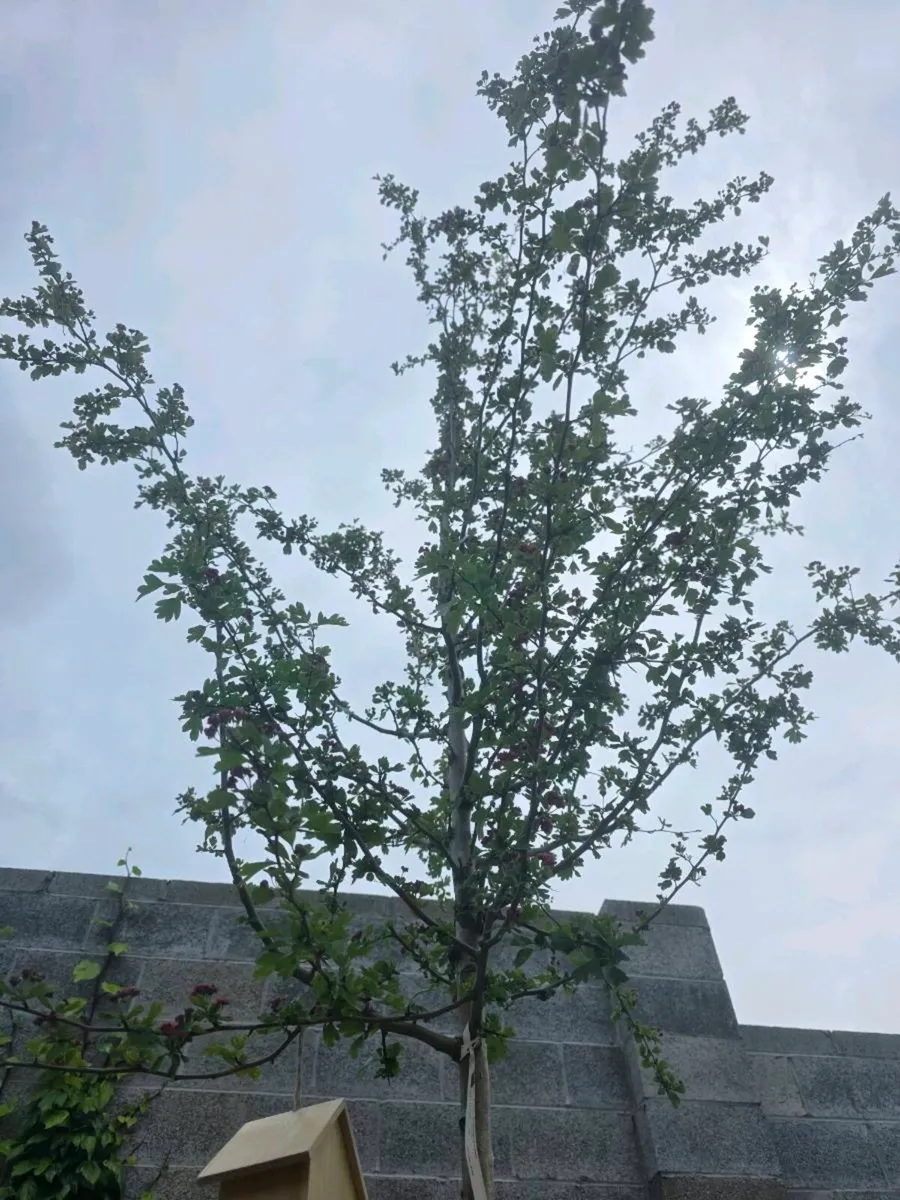 Mature Beautiful Bear Stemmed Hawthorn - Image 2