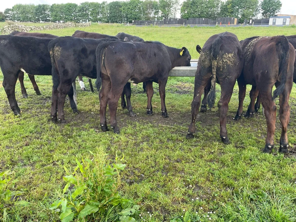 Proper Reared Heifer Calfs - Image 2