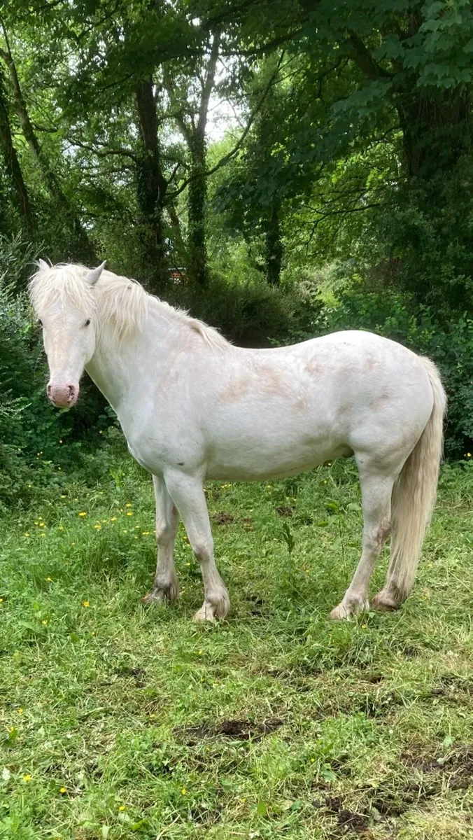 Pony