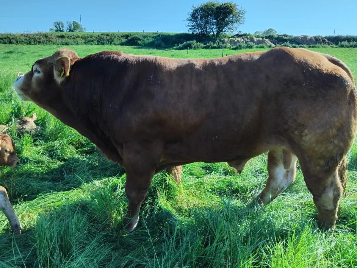 Pedigree Limosuin Bull - Image 2