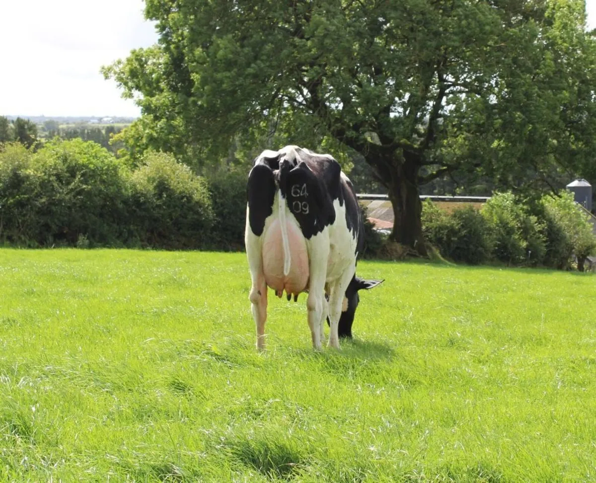 PEDIGREE HOL /FR HEIFER CALVES - Image 1