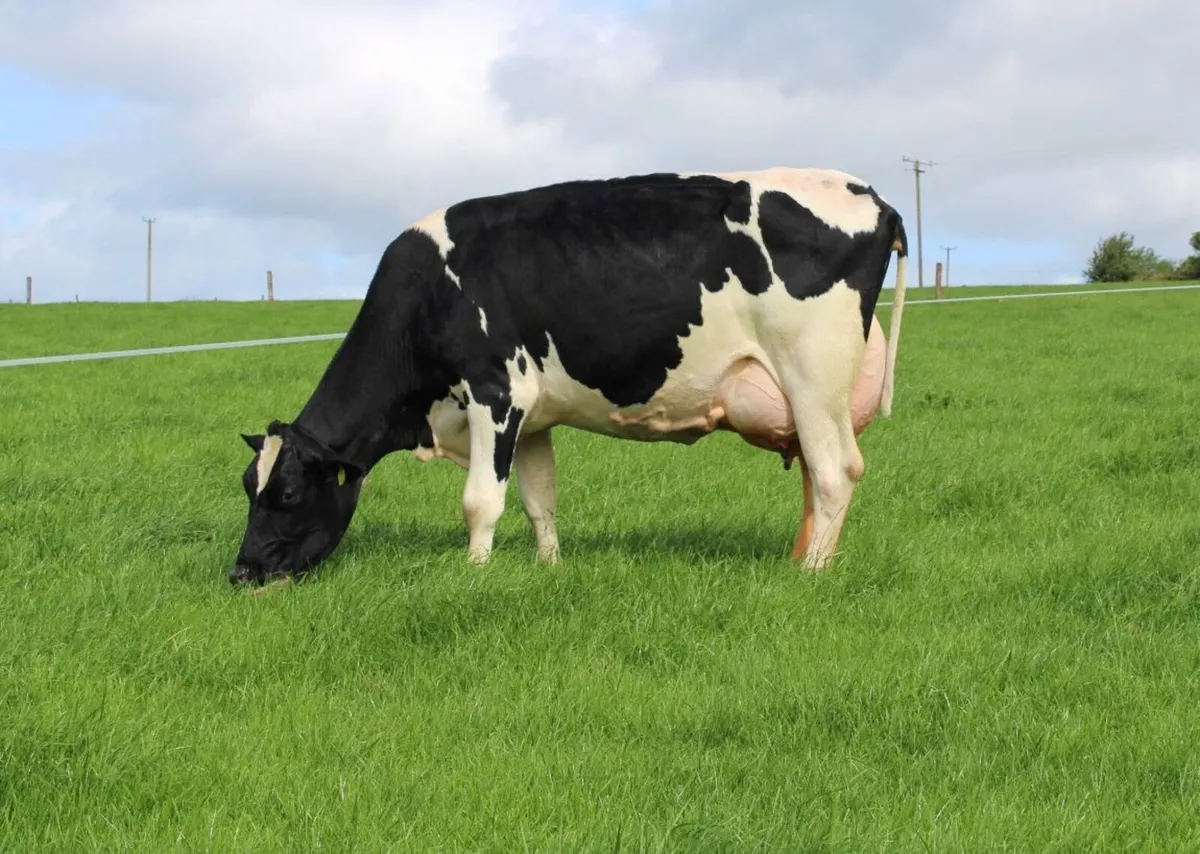 PEDIGREE HOL /FR HEIFER CALVES - Image 2