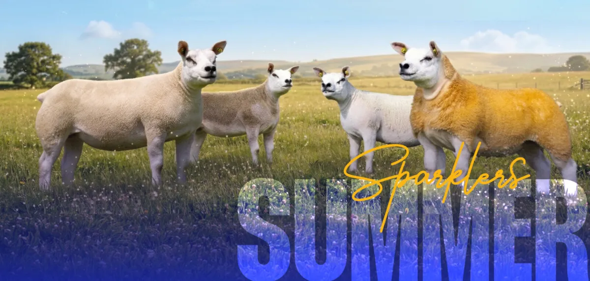 SUMMER SPARKLERS PEDIGREE TEXEL SALE 2026 - Image 2