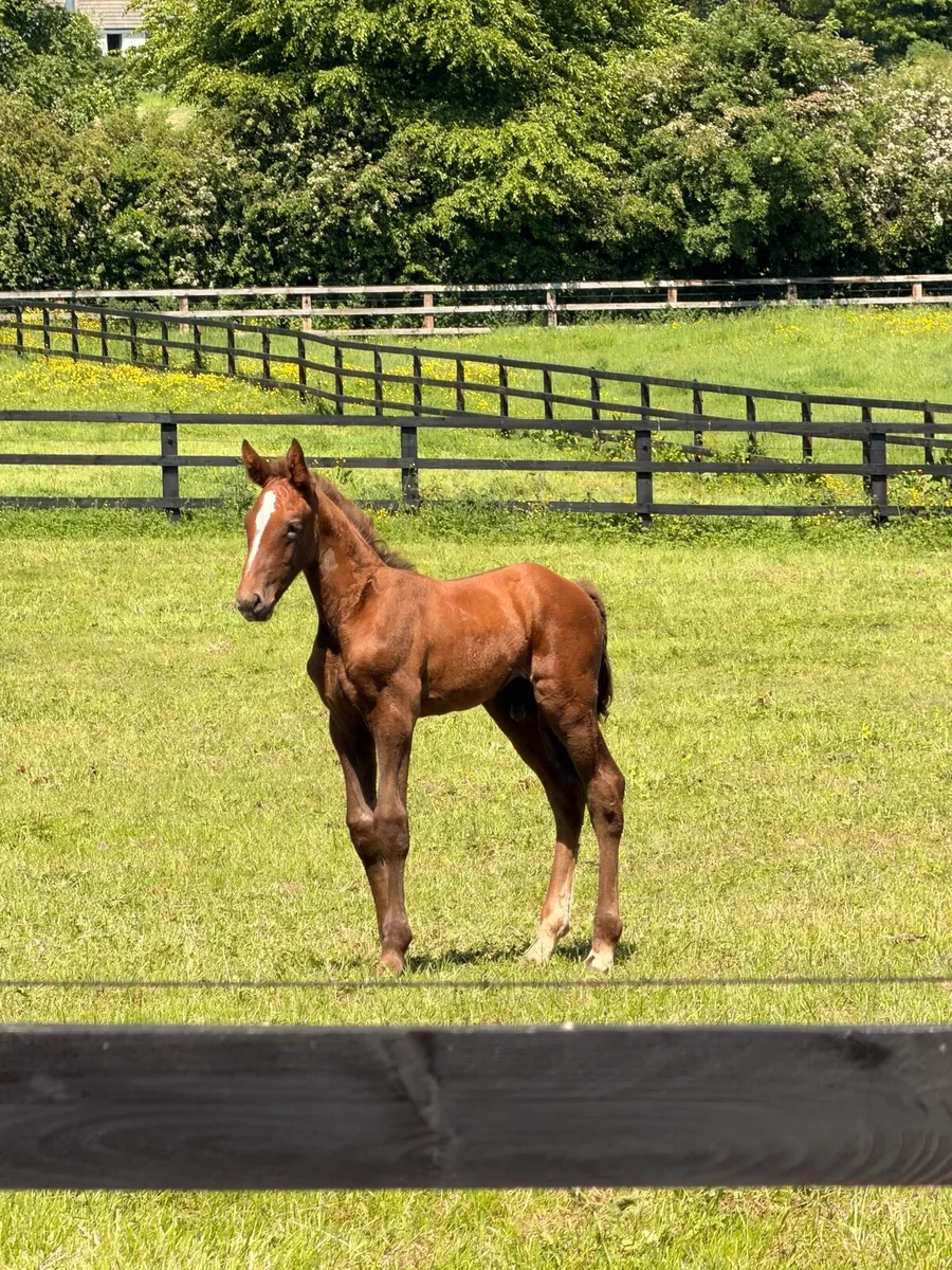 Irish draft mare and foal for sale - Image 2
