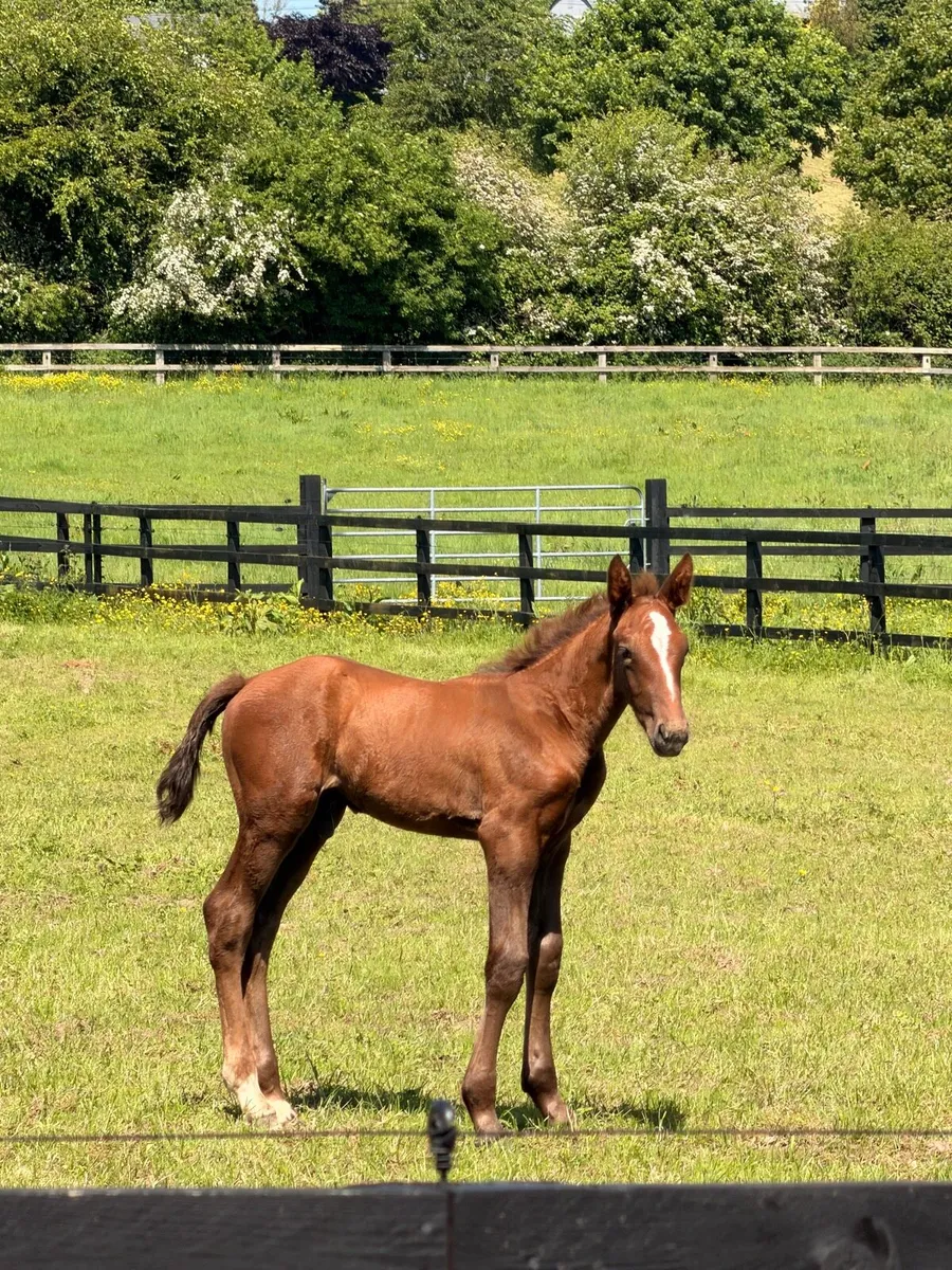 Irish draft mare and foal for sale - Image 3