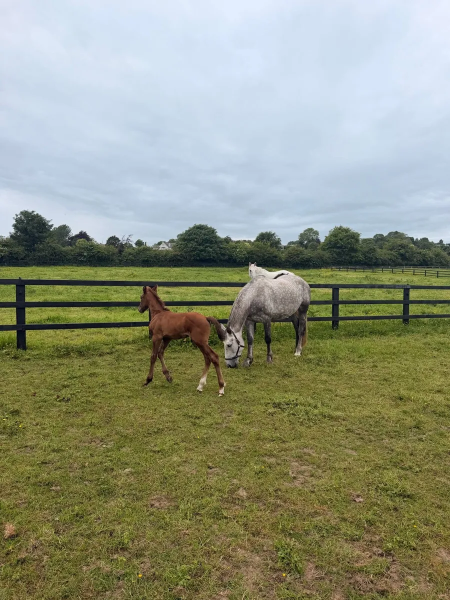Irish draft mare and foal for sale - Image 4