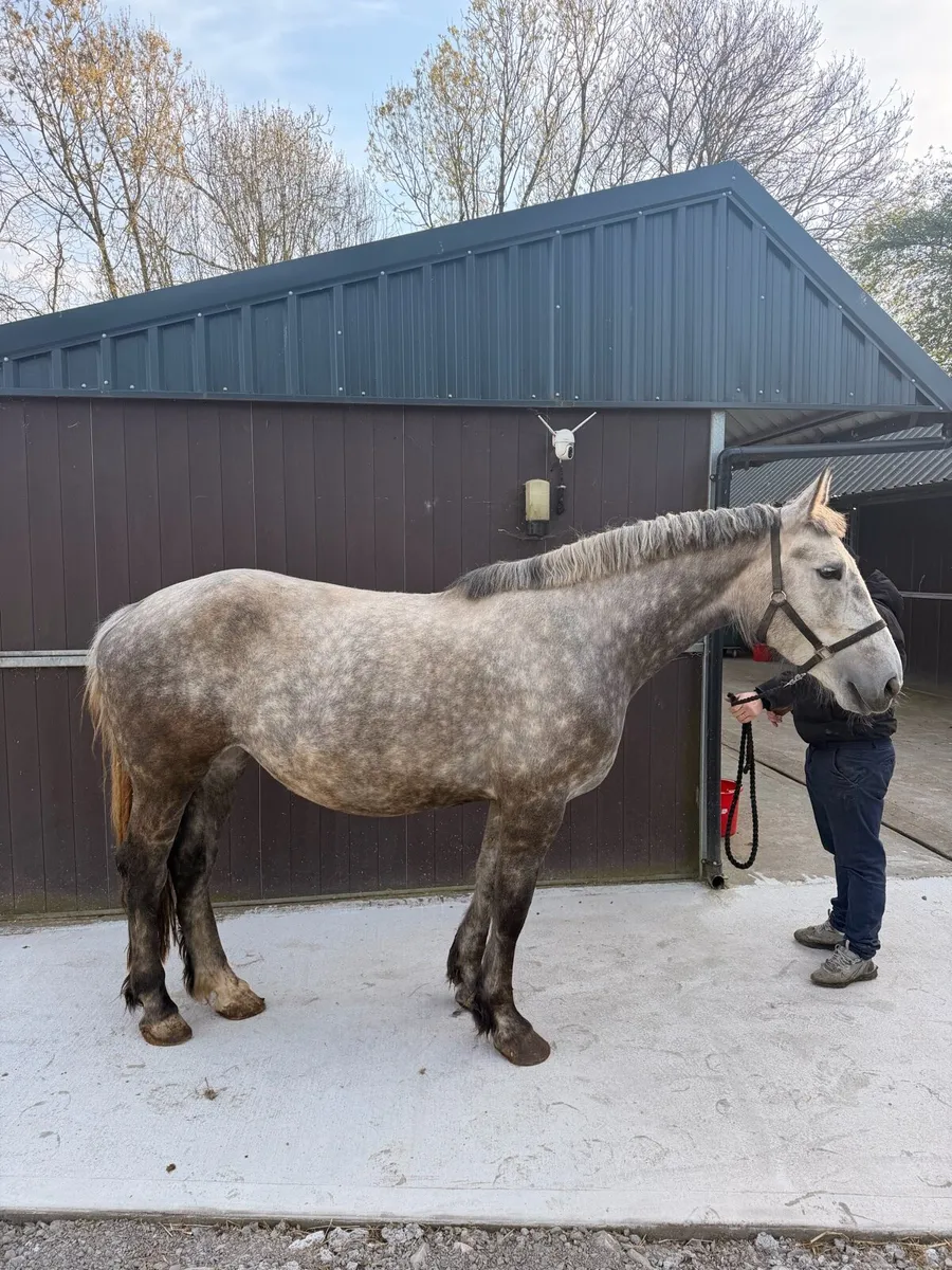 Irish draft mare and foal for sale - Image 1