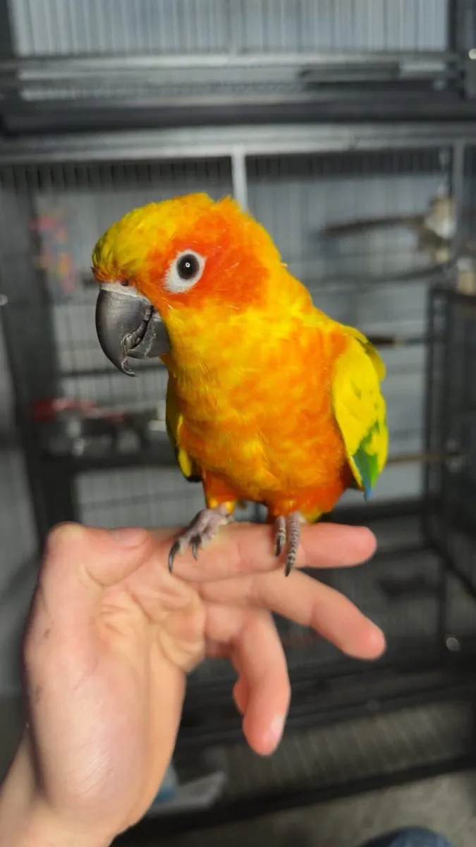 6 year old male sun conure - Image 1