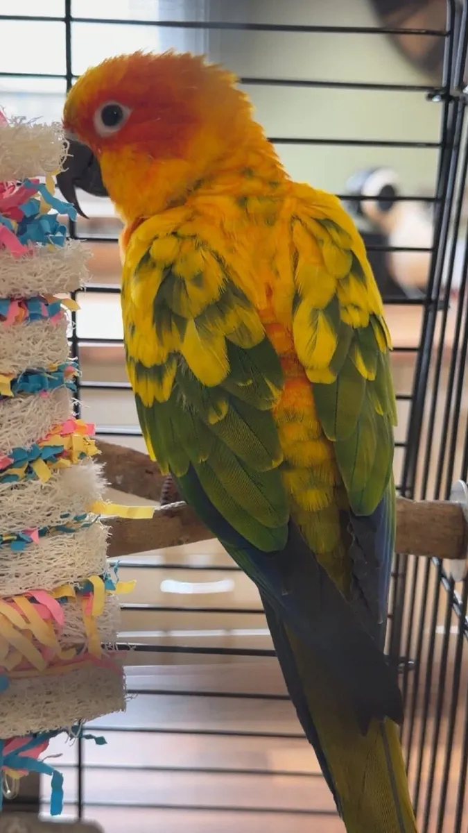 6 year old male sun conure - Image 2