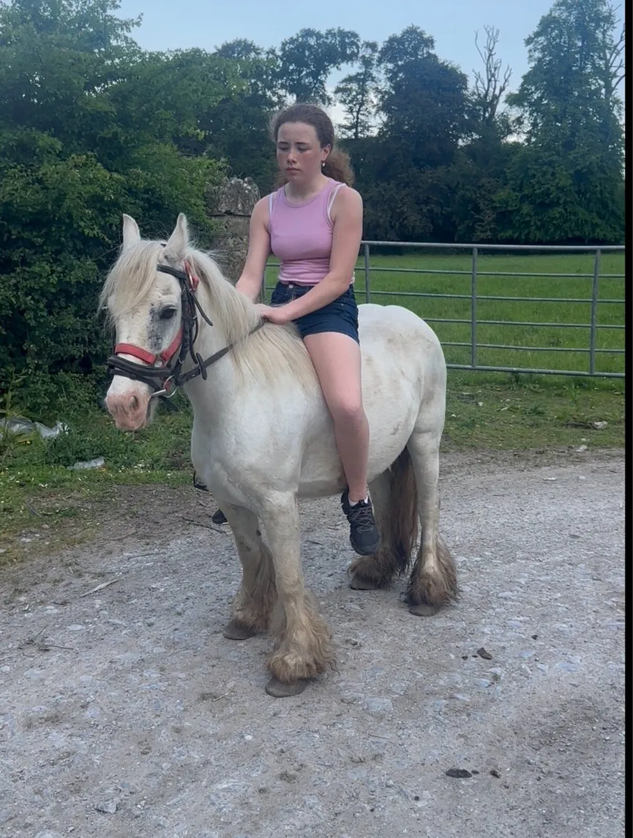 Riding pony - Image 1