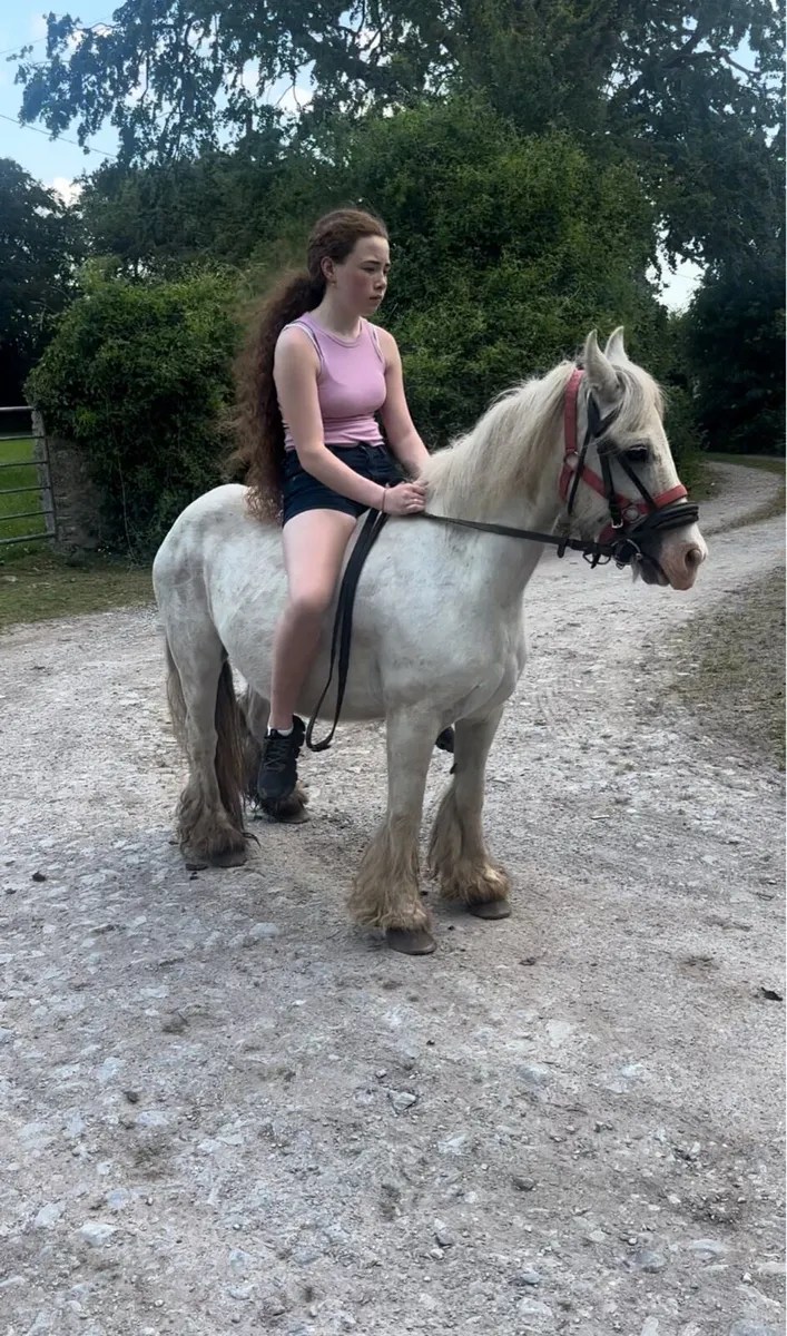 Riding pony - Image 2