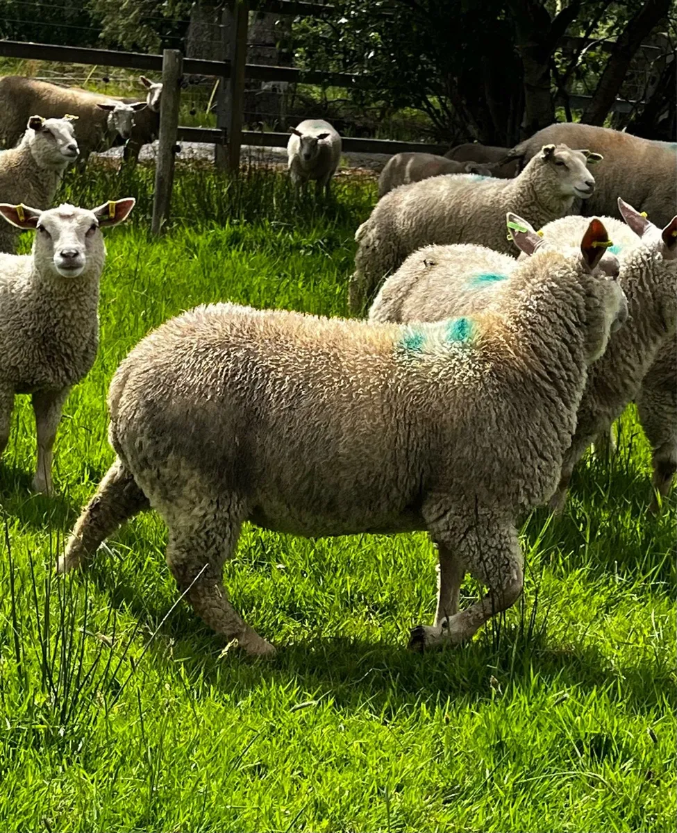 PB Charollais ewe lambs and Charbex ewe lambs - Image 2