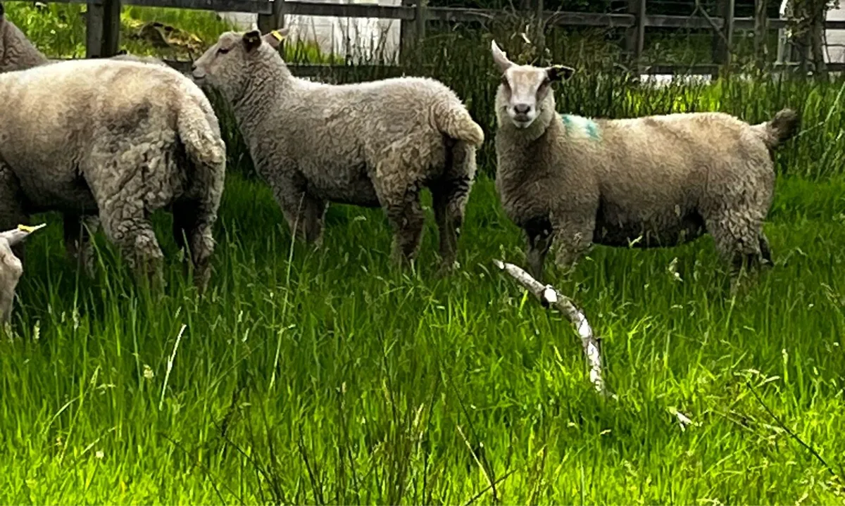 PB Charollais ewe lambs and Charbex ewe lambs - Image 3