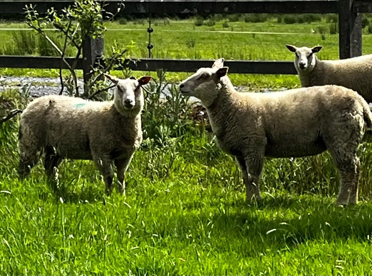 PB Charollais ewe lambs and Charbex ewe lambs - Image 4