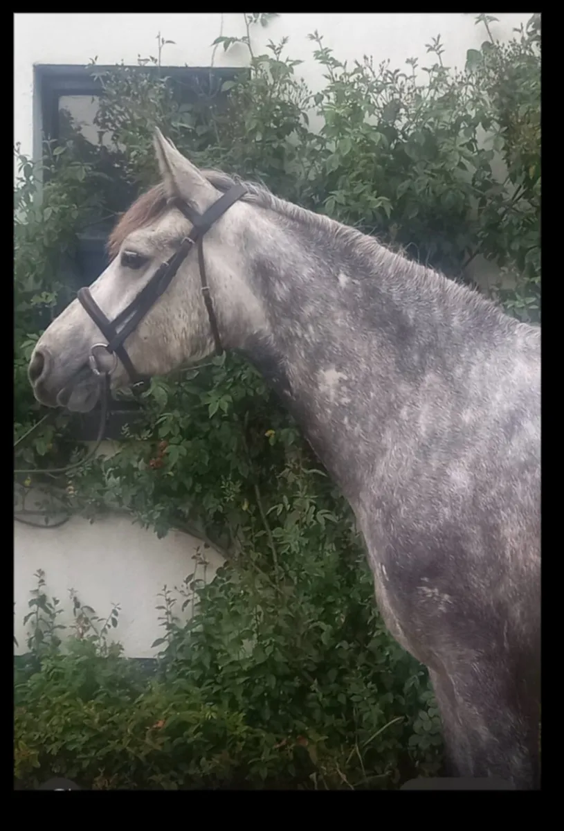 4 yo Connemara gelding - Image 2