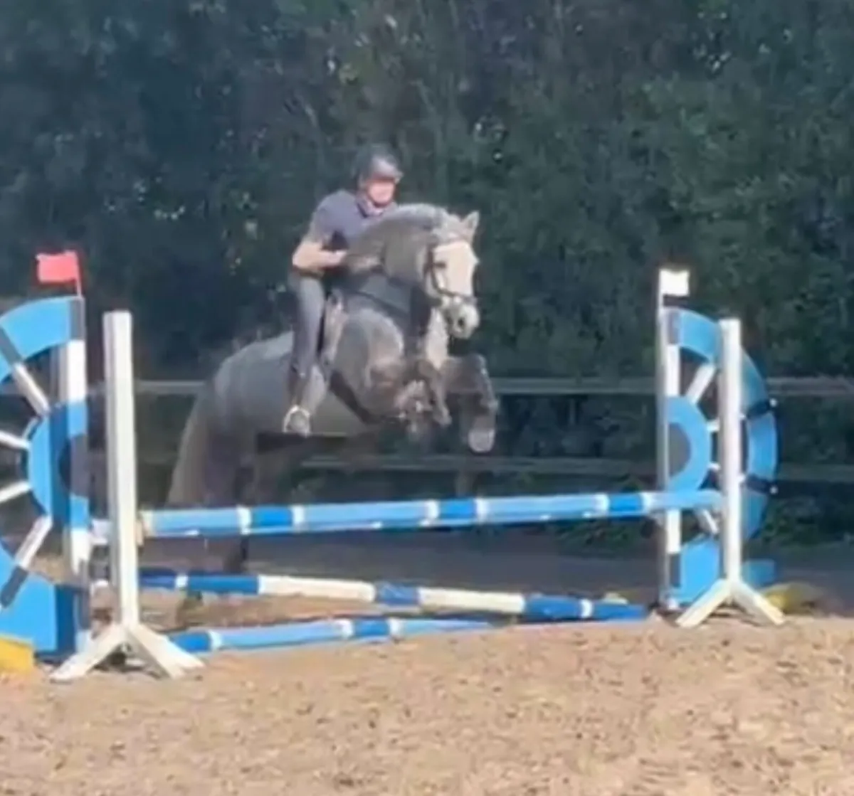 4 yo Connemara gelding - Image 3