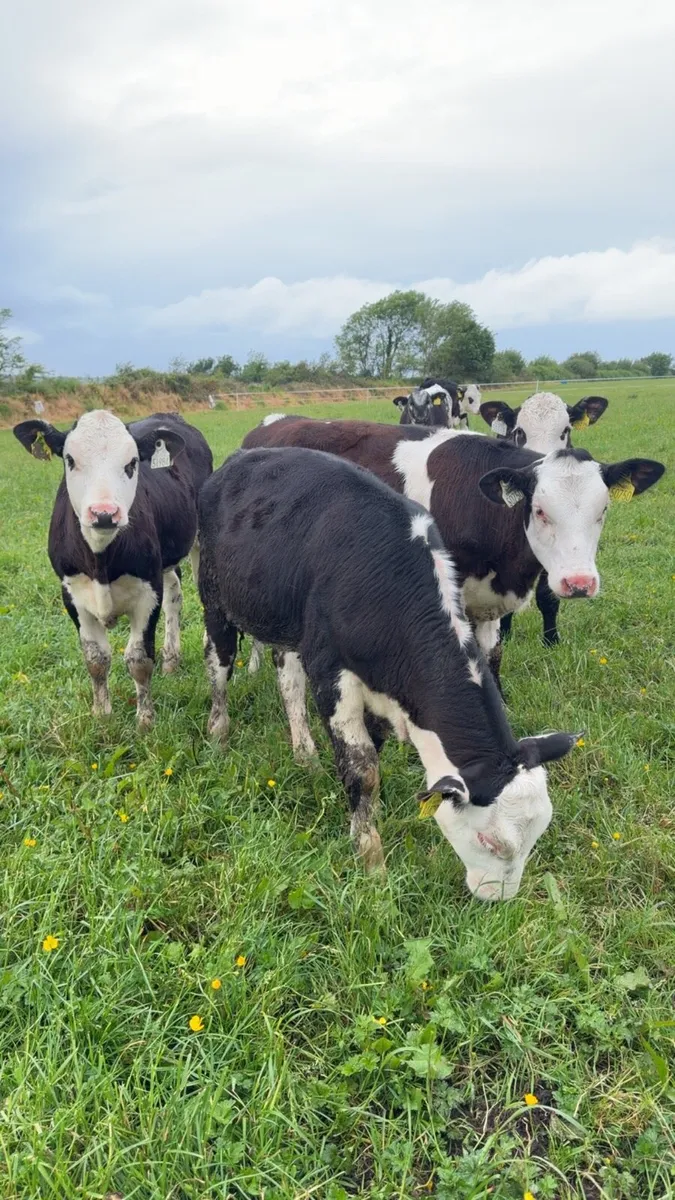 30 Reared heifer calves - Image 2