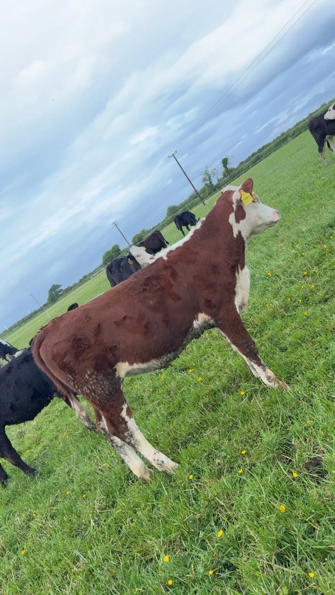 30 Reared heifer calves - Image 3