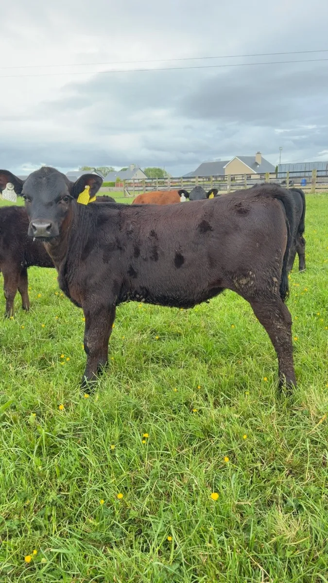 30 Reared heifer calves - Image 1