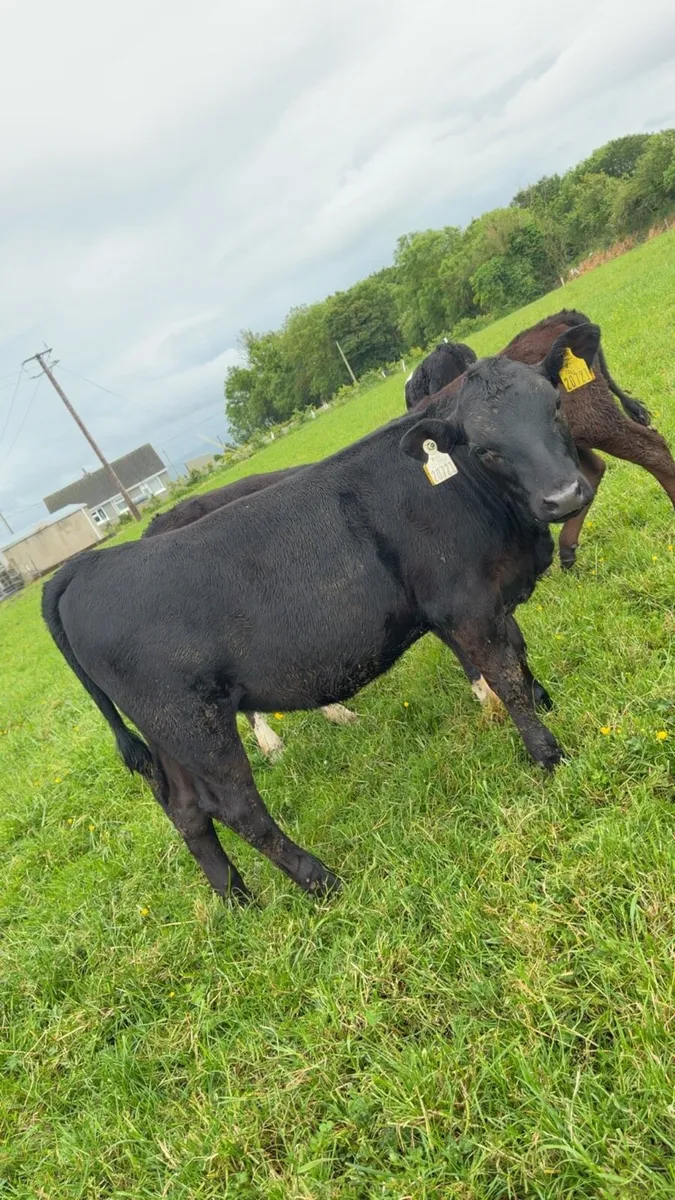 30 Reared heifer calves - Image 4