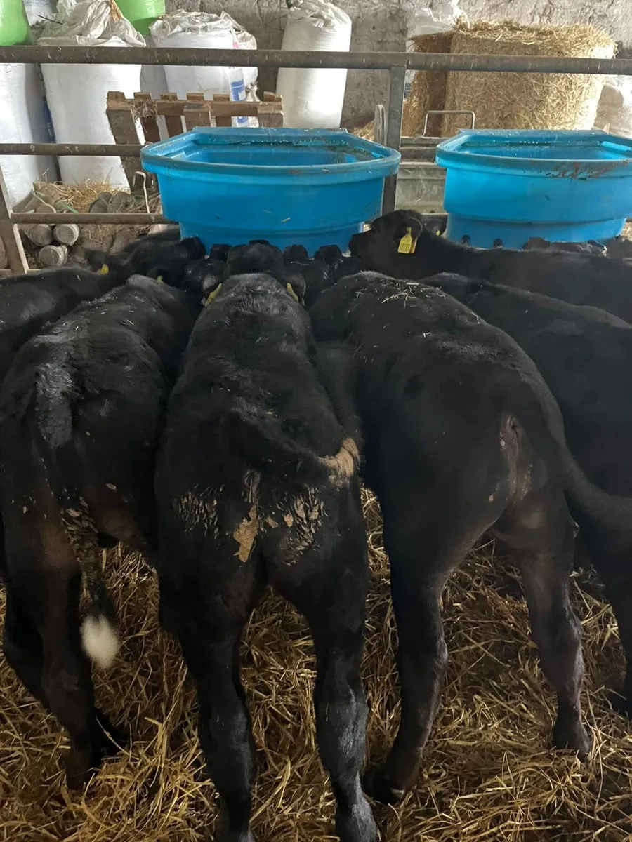 Reared calves friday 5th 6.30pm - Image 3