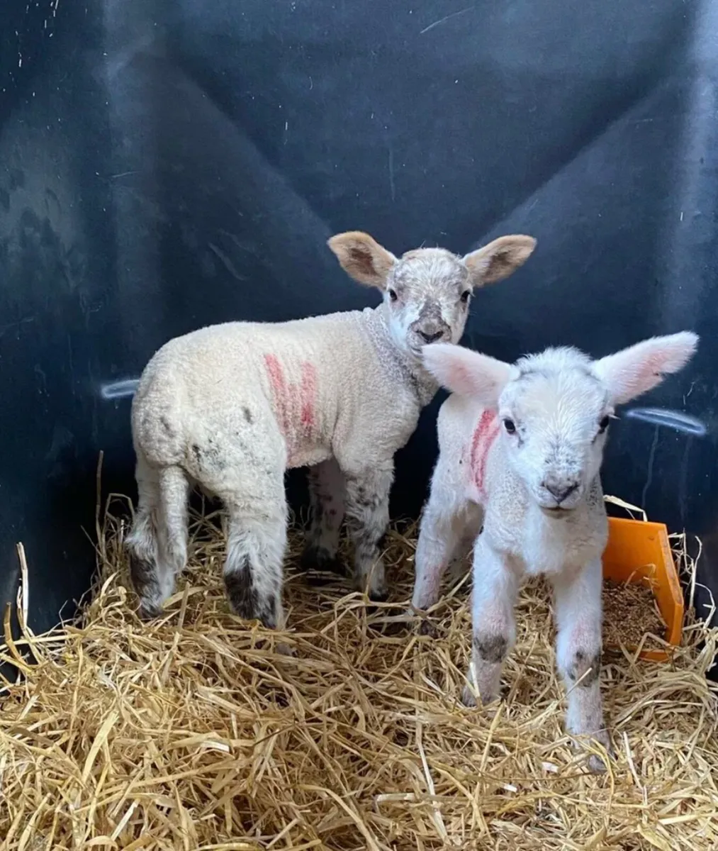 2 pet lambs