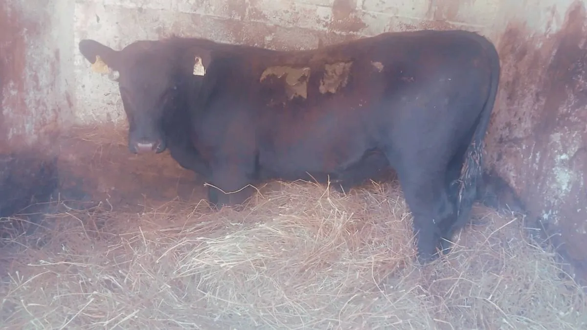 2 angus bulls - Image 1