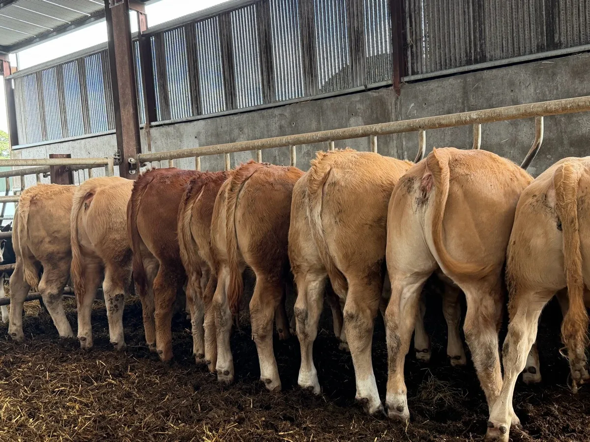 9 super u grade heifers - Image 1