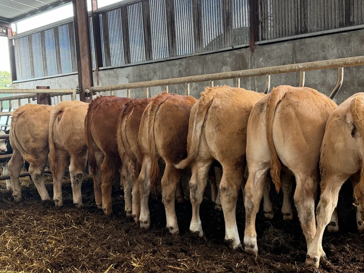 9 super u grade heifers - Image 2
