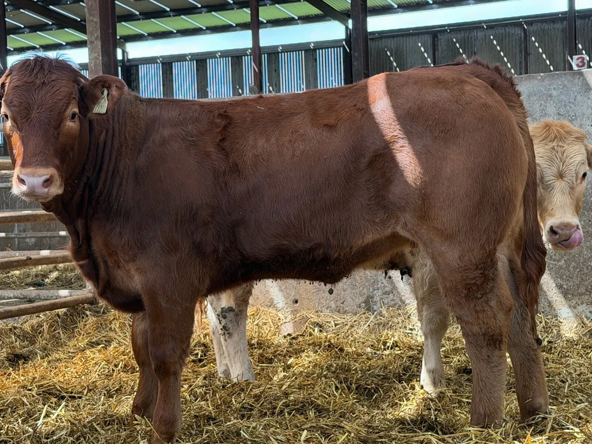 9 super u grade heifers - Image 3