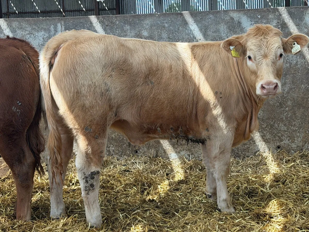 9 super u grade heifers - Image 4
