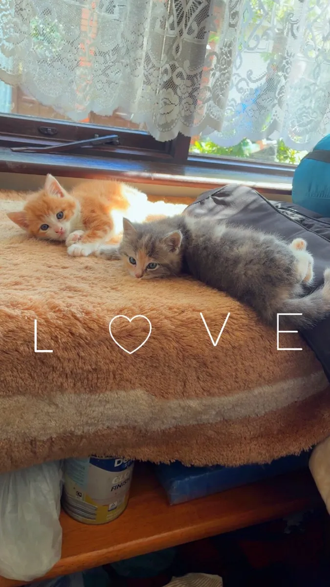Very Beautiful Kittens - Image 1