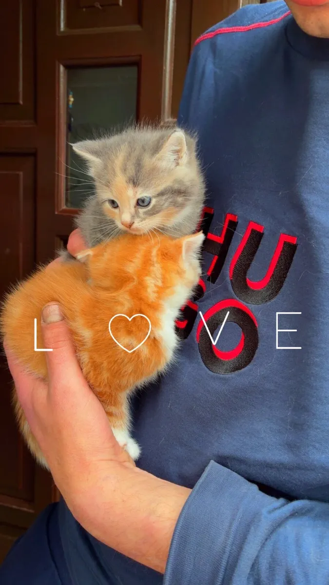Very Beautiful Kittens - Image 3