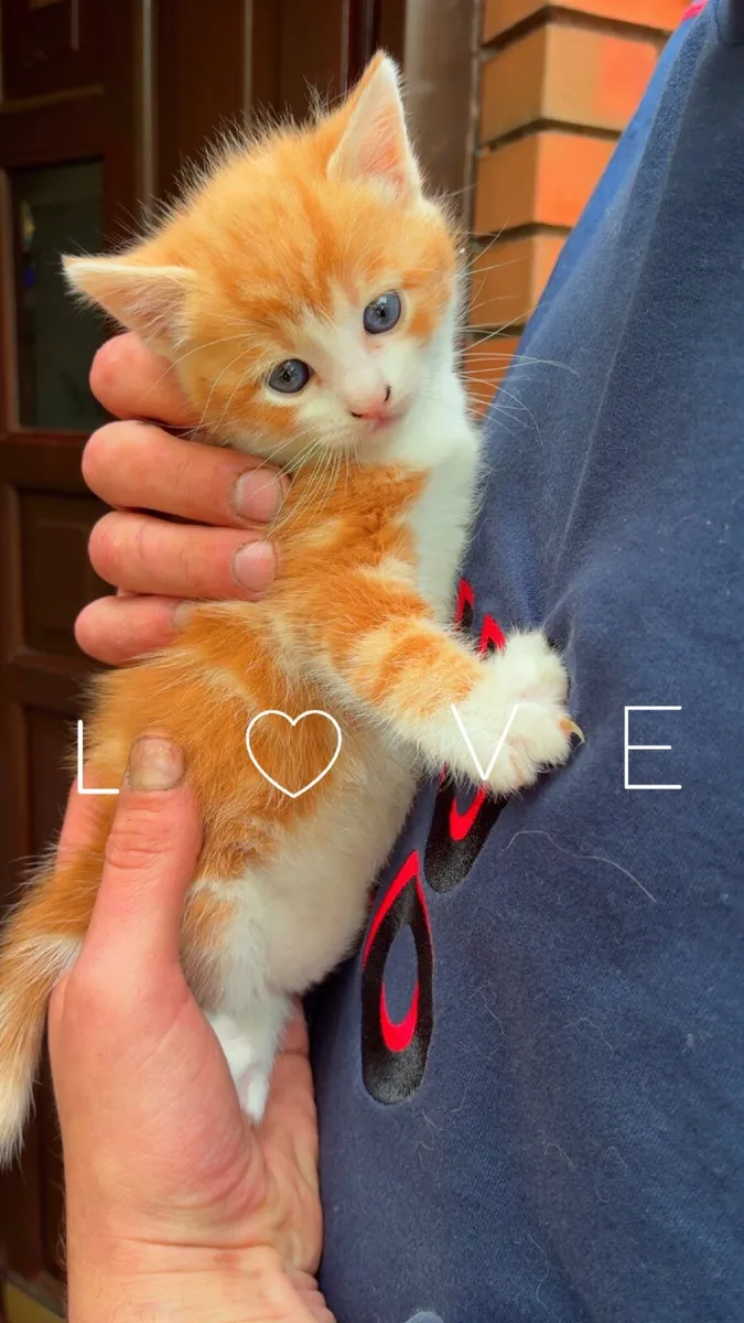 Very Beautiful Kittens - Image 4