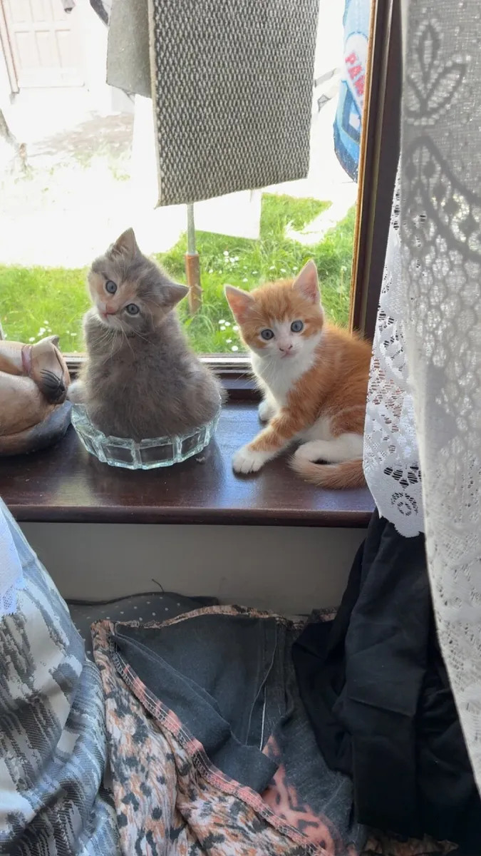 Very Beautiful Kittens - Image 2