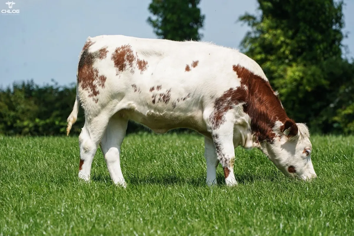 Belgium Blue x heifers - Image 1