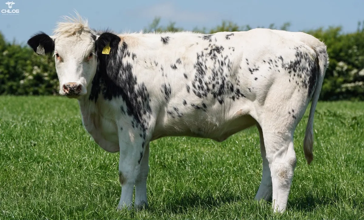 Belgium Blue x heifers - Image 3
