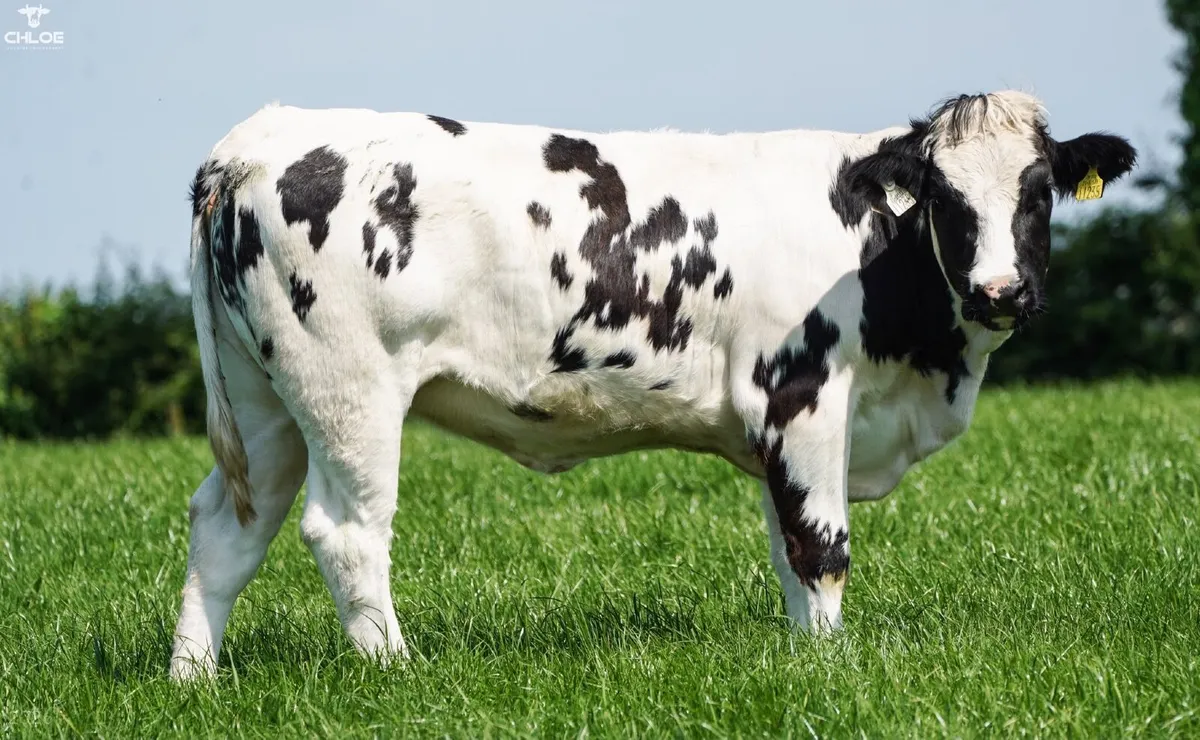 Belgium Blue x heifers - Image 4