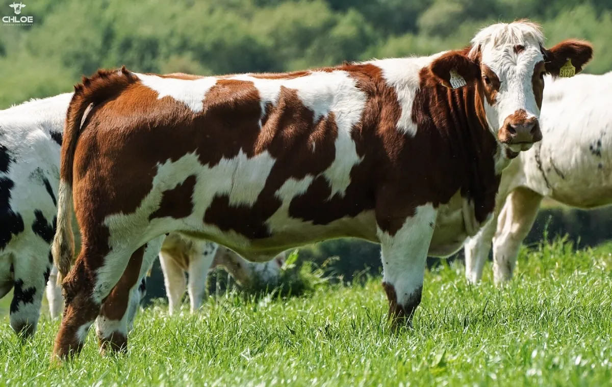 Belgium Blue x heifers - Image 2