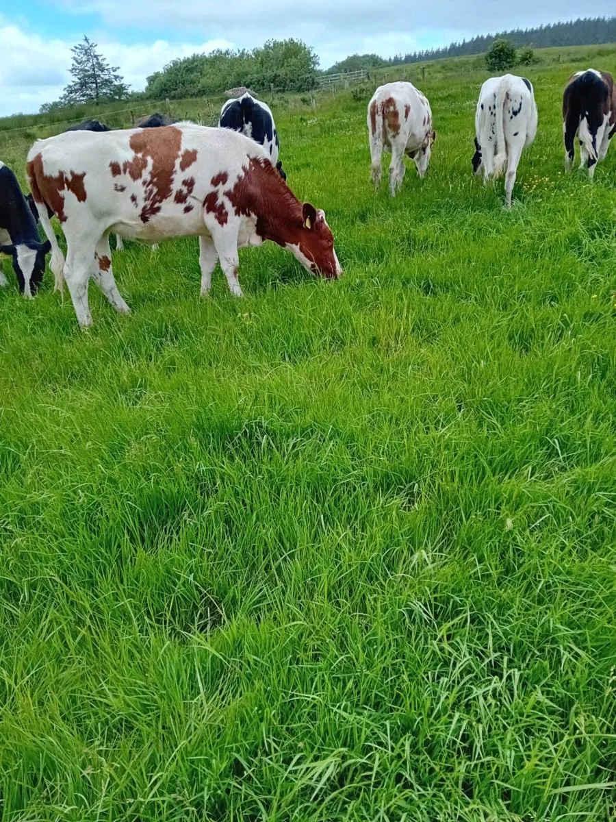 Maiden heifers - Image 1