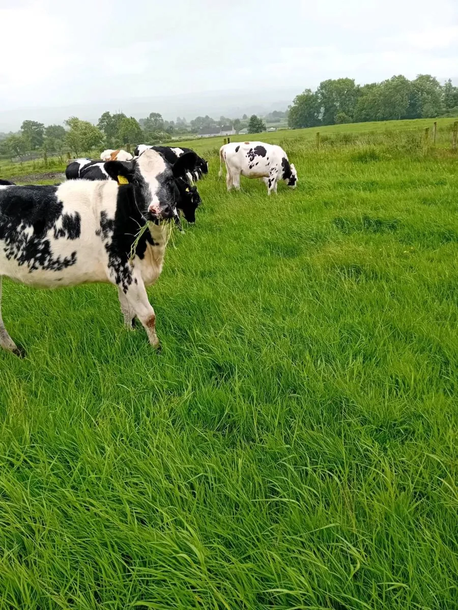 Maiden heifers - Image 2