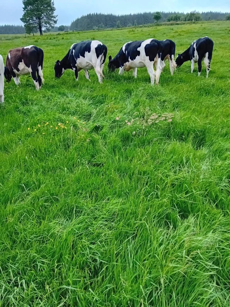 Maiden heifers - Image 3
