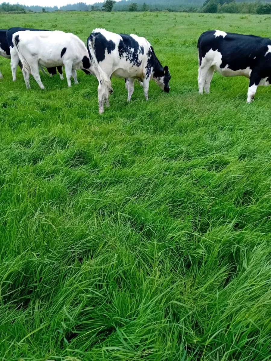 Maiden heifers - Image 4